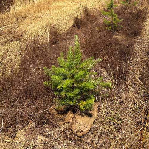 un paillage à partir de cheveux et de laine de mouton. un paillage à partir de cheveux et de laine de mouton.