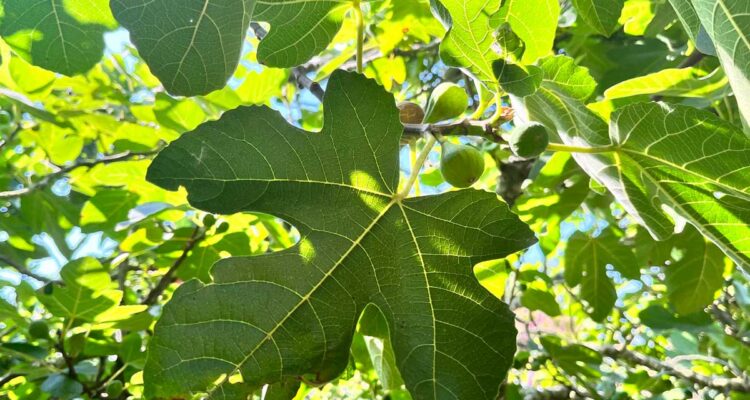 Figuier et figues