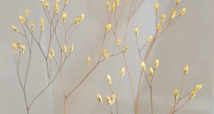 Sophie Blanc • œuvre