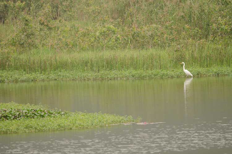 Vietnam-Aigrette-Depositphotos_827800968_S Aigrette au Vietnam