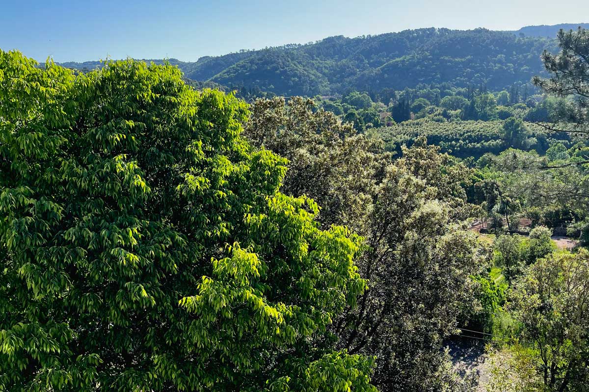 Foret-1-Cevennes-IV Forêt des Cévennes