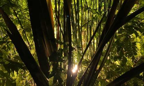 Foret-4-IV Arbres dans la lumière