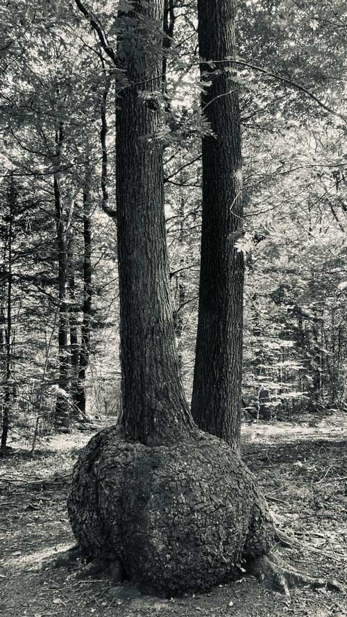 Foret-5-Verzy-IV Forêt de Verzy