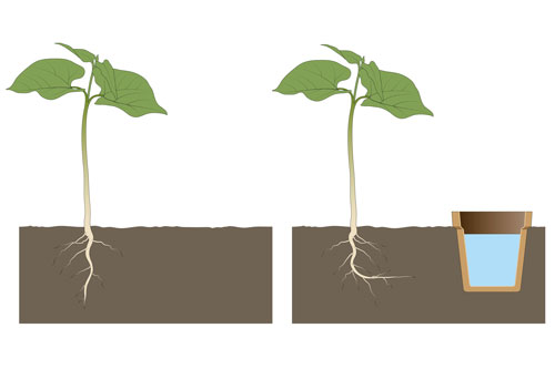 iStock-Hydrotropisme-Aldona-1257365056 Hydrotropisme