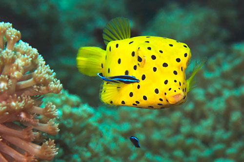 iStock-Poisson-coffre-1454743371-hansgertbroeder Poisson-coffre jaune (Ostracion cubicum)