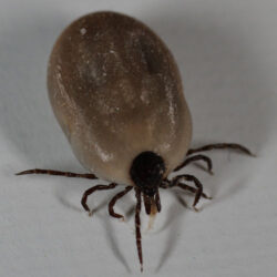 Ixodes_ricinus_08-ok-Thomas-Zimmermann Tique