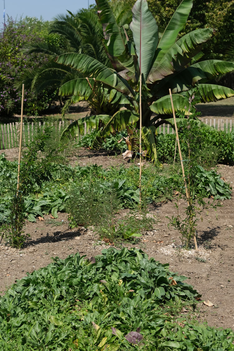 Jardin-Plantes_tinctoriales Jardin des plantes tinctoriales de Carcassonne