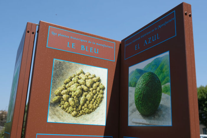 Le_Bleu_DK ardin des plantes tinctoriales de Carcassonne