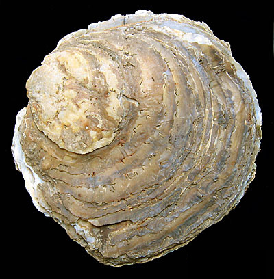 Ostrea_edulis Ostrea edulis