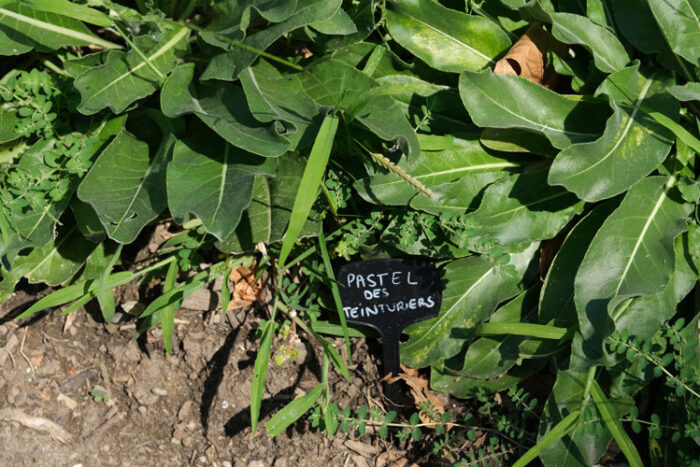 Pastel Pastel au Jardin des plantes tinctoriales de Carcassonne