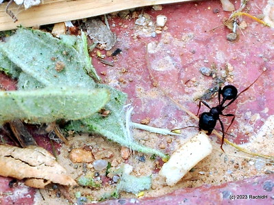 Rachid H- messor barbarus fourmi moissonneuse messor barbarus • fourmis moissonneuses