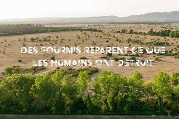 DES FOURMIS RÉPARENT CE QUE LES HUMAINS OT DÉTRUIT