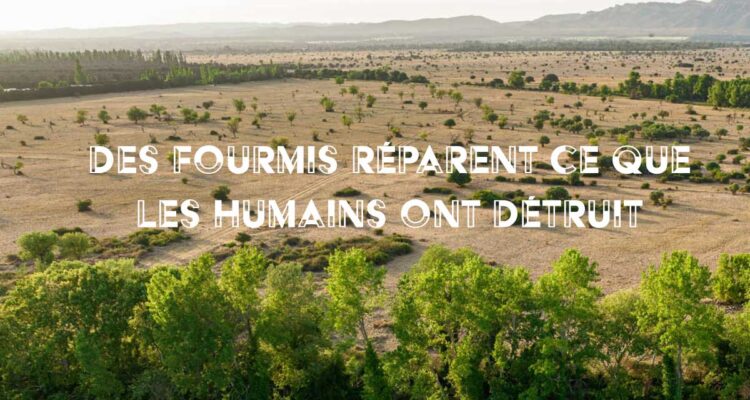 DES FOURMIS RÉPARENT CE QUE LES HUMAINS OT DÉTRUIT