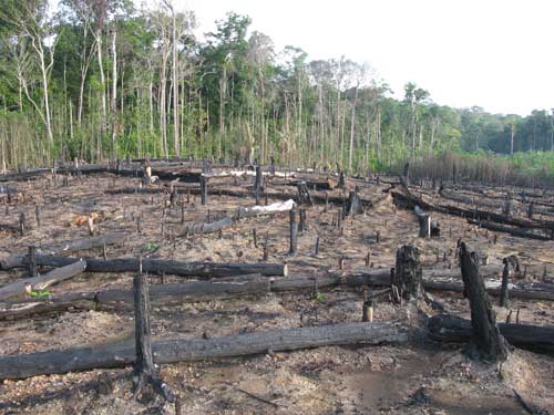 Amazonie-deforestation-Depositphotos_668187890_S Déforestation de l'Amazonie