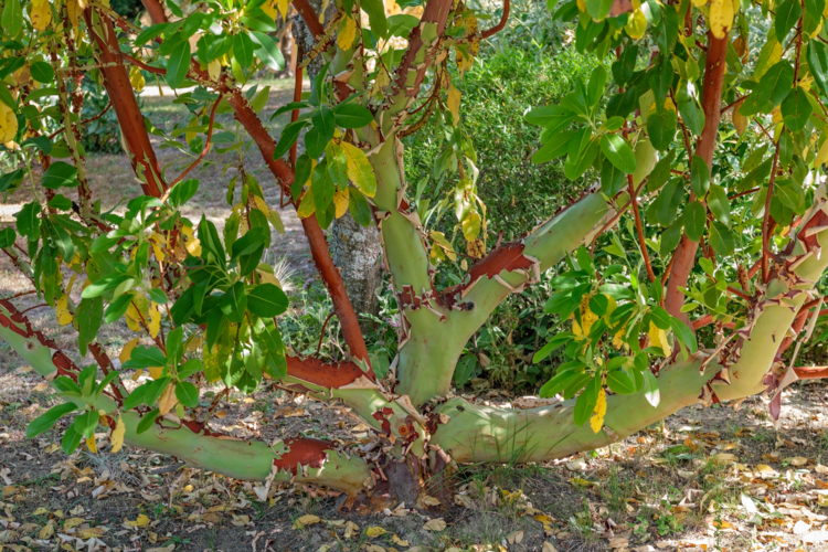 Arbutus x thuretiana-Pepiniere de Vaugines - Gerard Weiner-by Didier Hirsch_DSB7340-Edit Arbutus x thuretiana ©Didier Hirsch