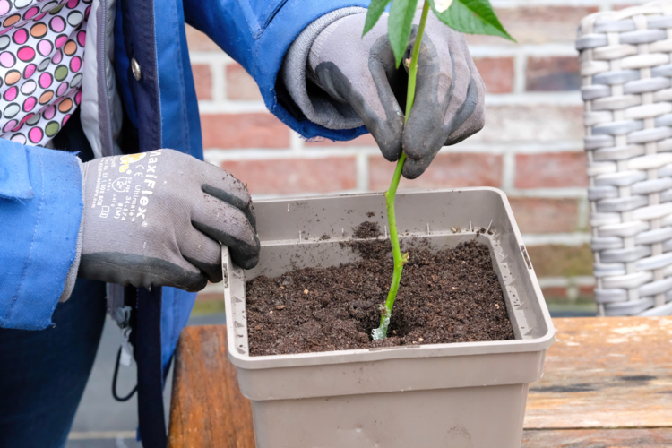 Bouturage de rosier-etape 9-by Didier Hirsch-16231-Edit ©Didier Hirsch