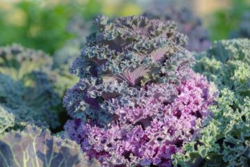 Chou dans un potager d'hiver