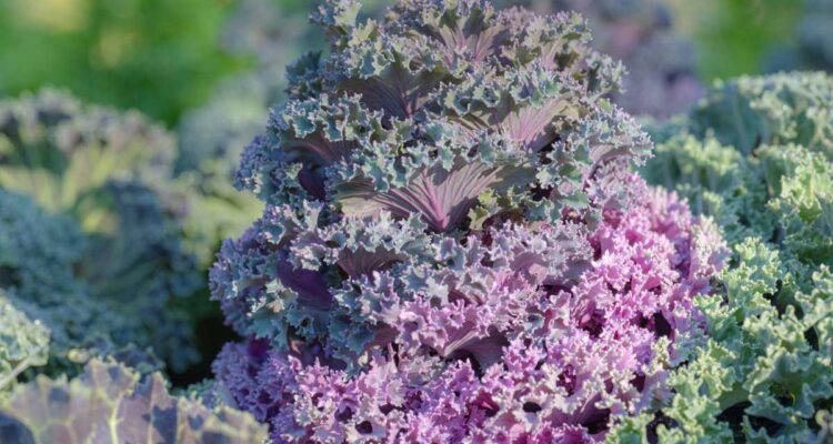 Chou dans un potager d'hiver