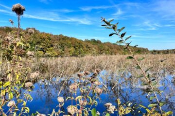 La ripisylve de l'Étang de Commelles