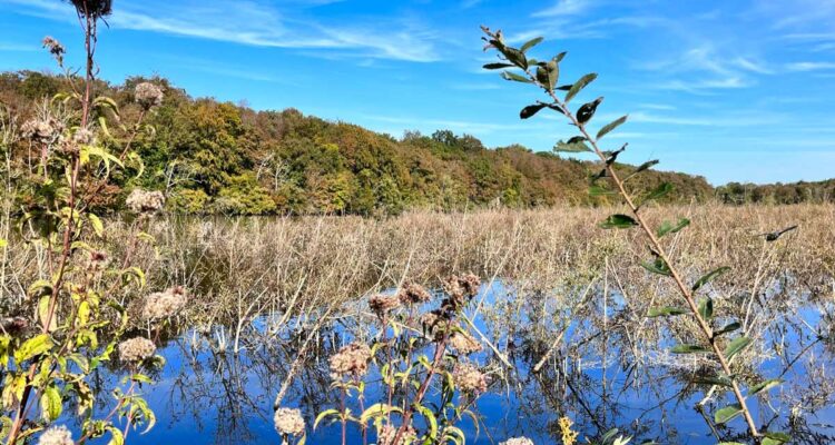 La ripisylve de l'Étang de Commelles