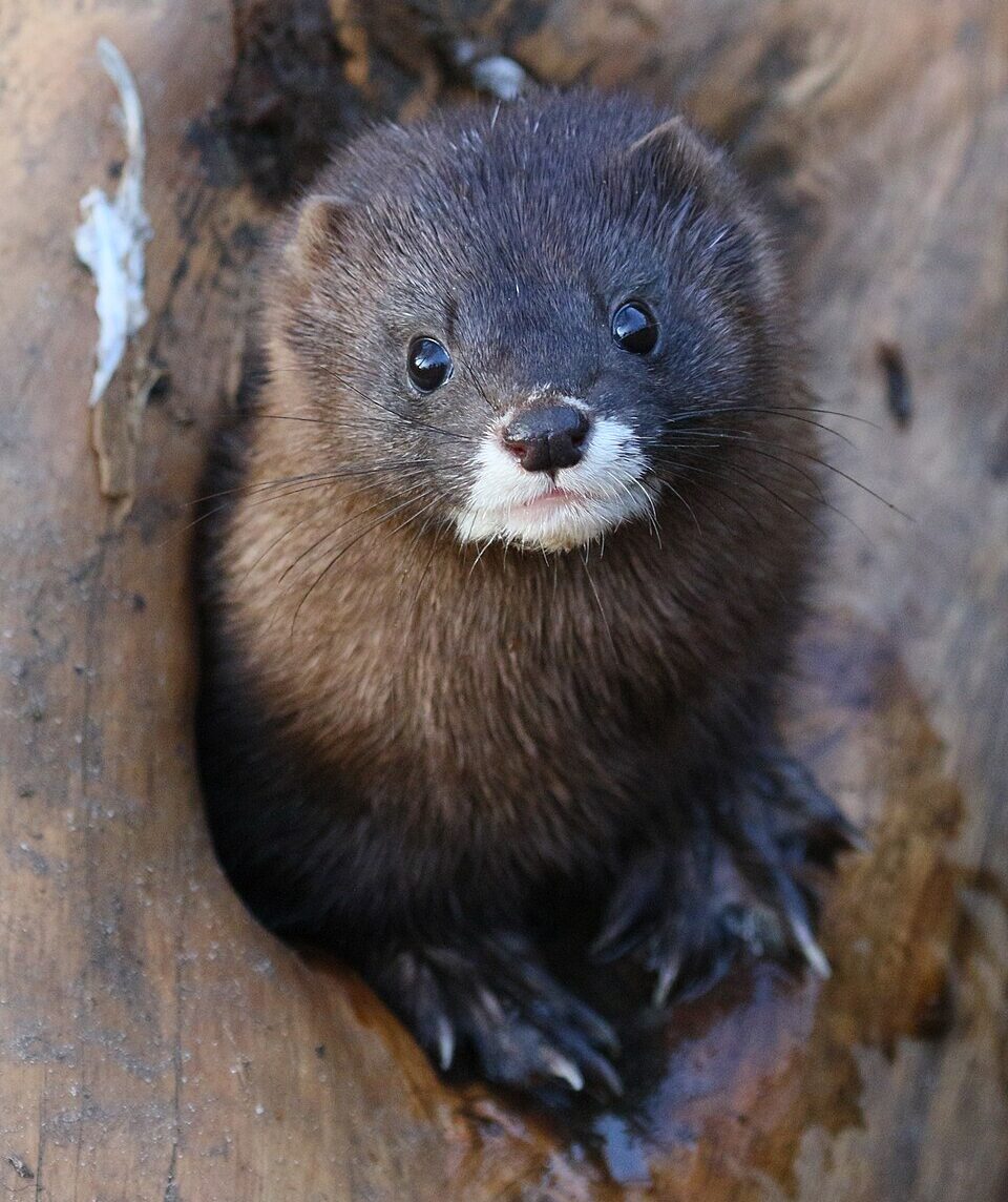European mink at Osnabrück Zoo Vison d'Europe au zoo d'Osnabrück