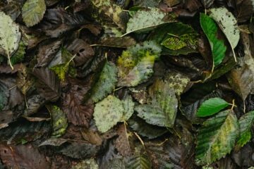 Feuilles mortes