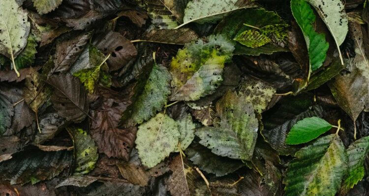 Feuilles mortes