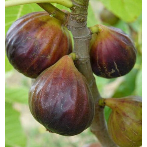 figuier-rouge-de-juillet-ficus-carica Figuier Rouge de juillet