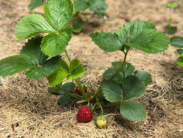 Fraises-50m-above-_NL8CRGOohM-unsplash Culture de fraises bio