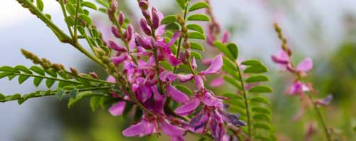 Indigofera-tinctoria-iStock-1622637864 Indigofera tinctoria • indigo
