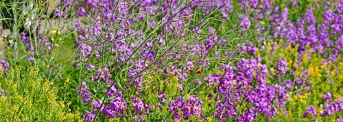 Isatis-tinctoria-iStock-2214810827 isatis tinctoria - indogo