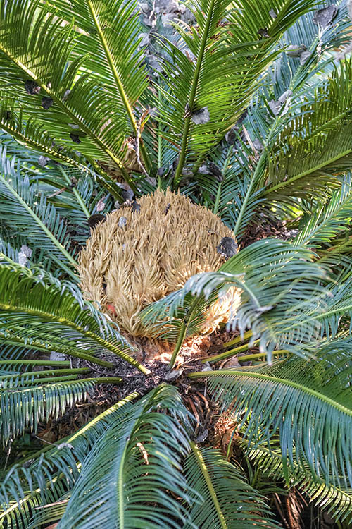 Jardin des plantes des Capellans - Saint Cyprien-by Didier Hirsch_DSB9043-500x750 ©Didier Hirsch