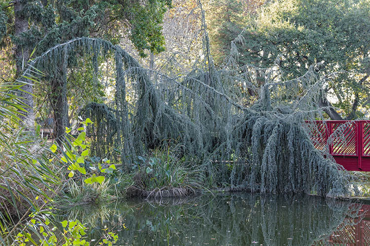 Jardin des plantes des Capellans - Saint Cyprien-by Didier Hirsch_DSB9070-750x500 ©Didier Hirsch