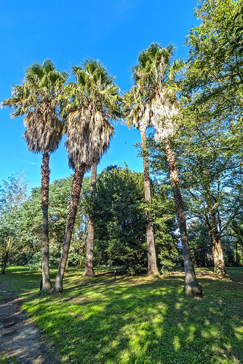Jardin des plantes des Capellans - Saint Cyprien-Washingtonia filifera-by Didier Hirsch_DSW2770-500x750 ©Didier Hirsch