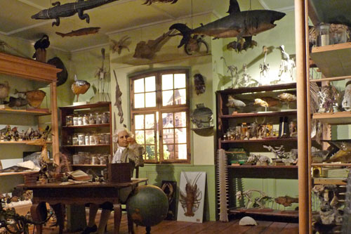 Jean_Hermann-Musée_zoologique_de_Strasbourg_(1)-ok-Ji-Elle Musée Zoologique de Strasbourg