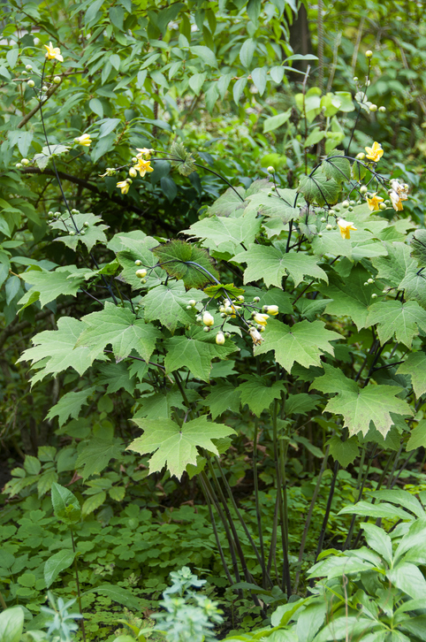 Kirengshoma palmata - fleur de cire - np-e07 ©np-e07
