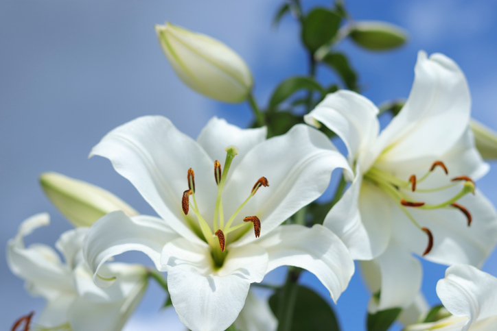 Lilium candidum - Mariia Romanyk ©Mariia Romanik