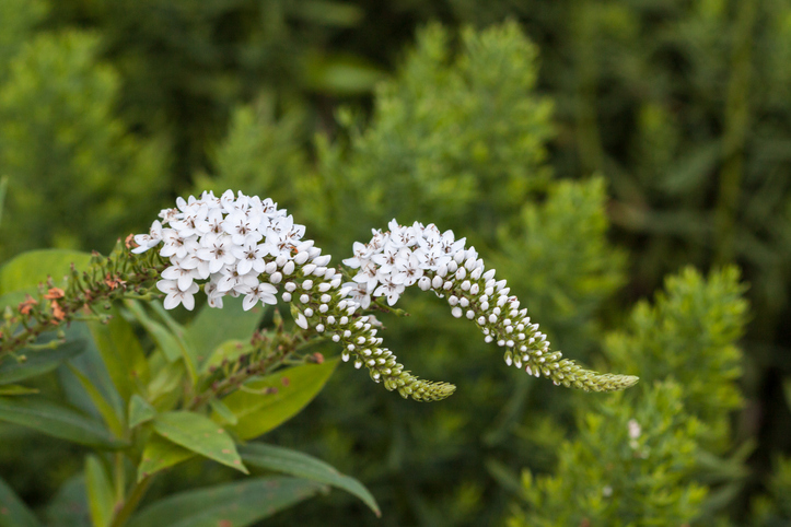 lysimachia clethroides- SiyueSteuber ©SiyueSteuber