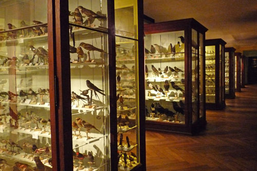 Musée_zoologique_de_Strasbourg-Ornithologie_(2)-ok-Ji-Elle Musée Zoologique de Strasbourg