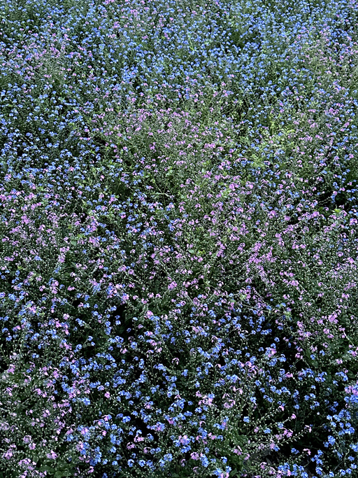 myosotis - PS3000 © PS3000