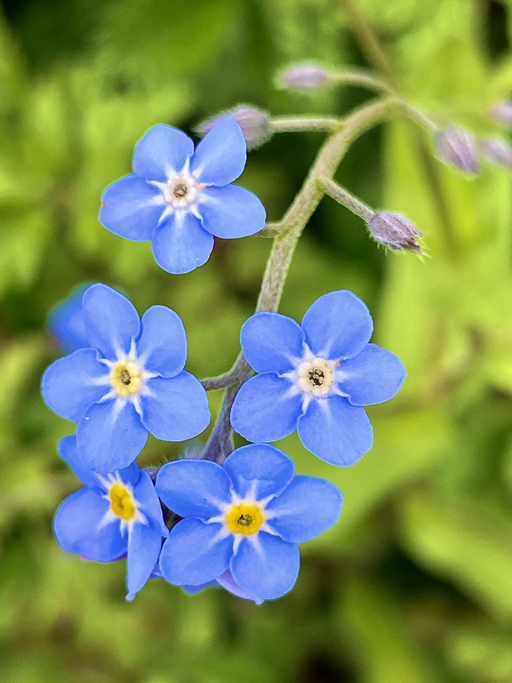 myosotis - Shini Azad ©Shini Azad
