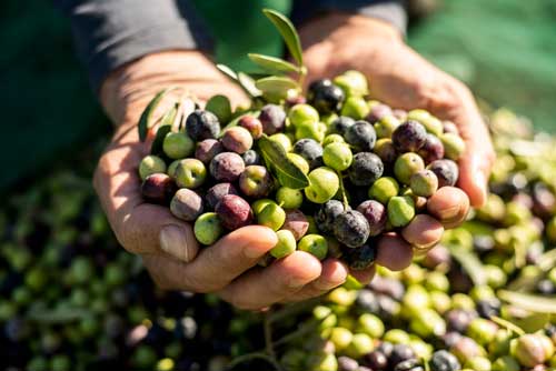 Olives-nito100-iStock-1143461936 Olives vertes et noires