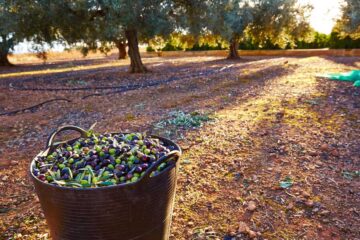 Récolte des olives en Provence
