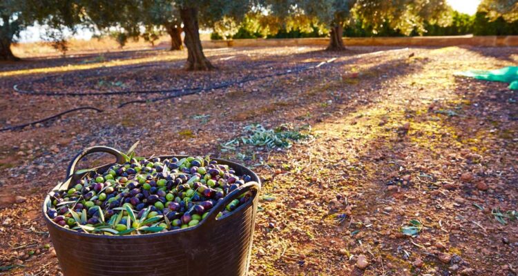 Récolte des olives en Provence
