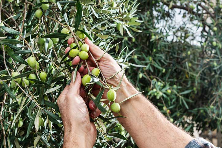 Olives-récolte-francescomoufotografo-iStock-1805615287 Récolte des olives