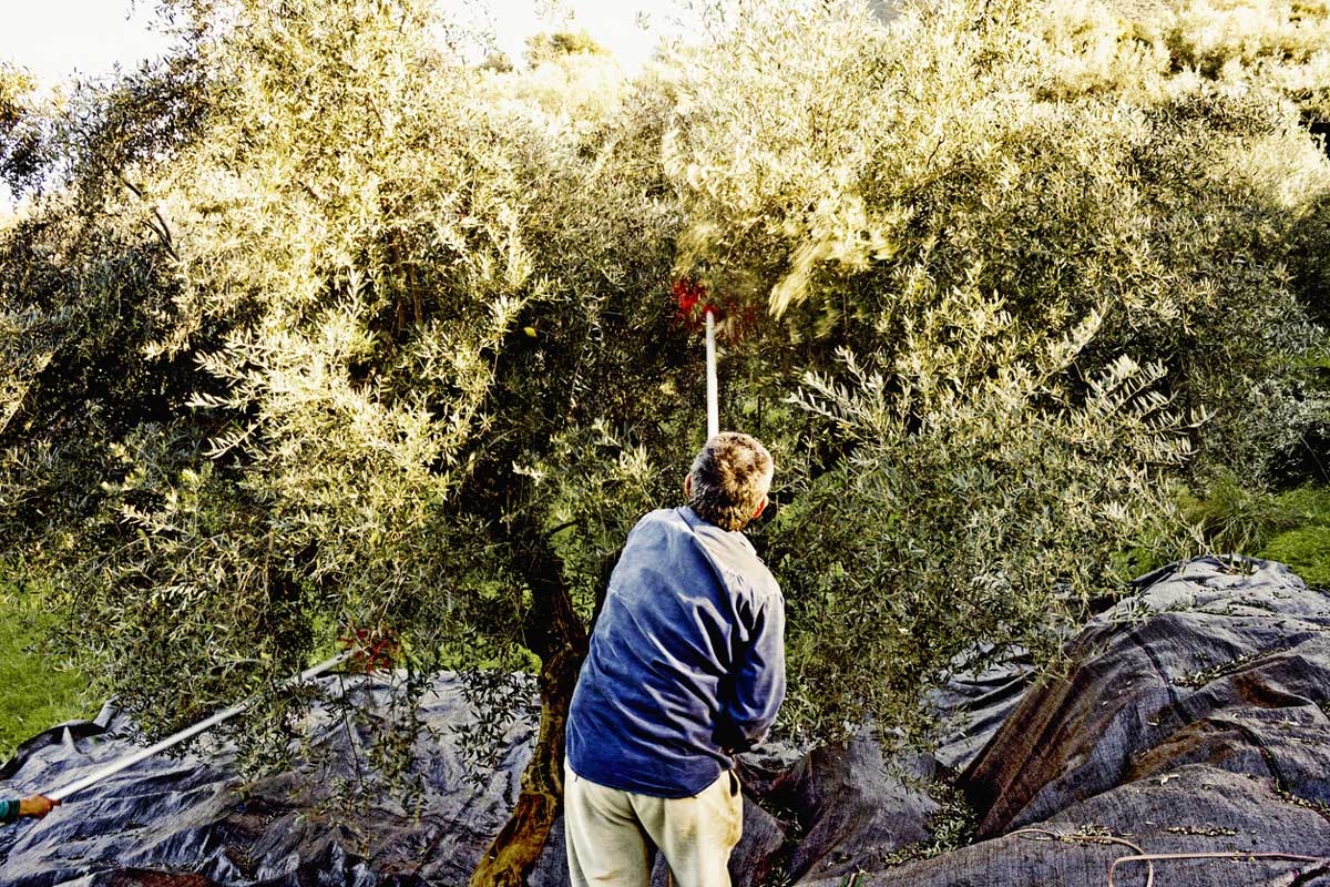Olives-recolte-Panagiotis-Maravelis-iStock-1437498124 Récolte des olives noires par secouage des oliviers
