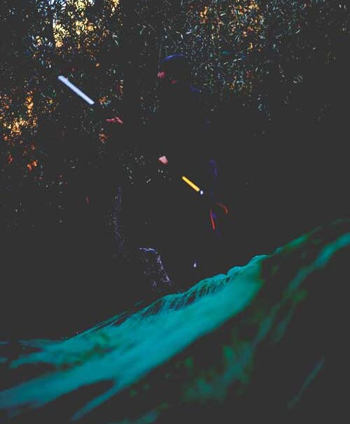 Olives-recolte-SurkovDimitri Vol de nuit