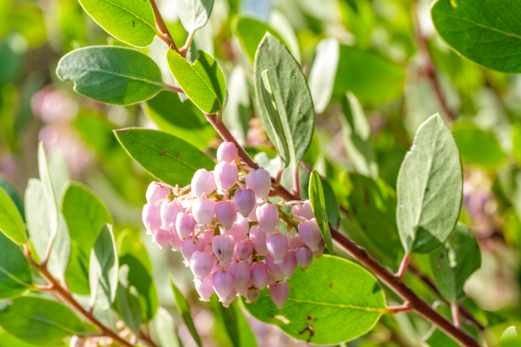 Pepiniere de Vaugines - arctostaphylos Austin Griffiths - Gerard Weiner-by Didier Hirsch_DSB4013-Edit Arctostaphylos ©Didier Hirsch