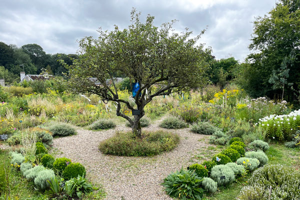 Pommier-Herbarium-Saint-Valéry-sur-Somme-©Valérie-Collet Le vieux pommier ©Valérie Collet