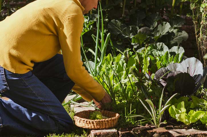Potager_hiver-Cecilia-Di-Dio-iStock-2229553093 Préparer son potager d'hiver